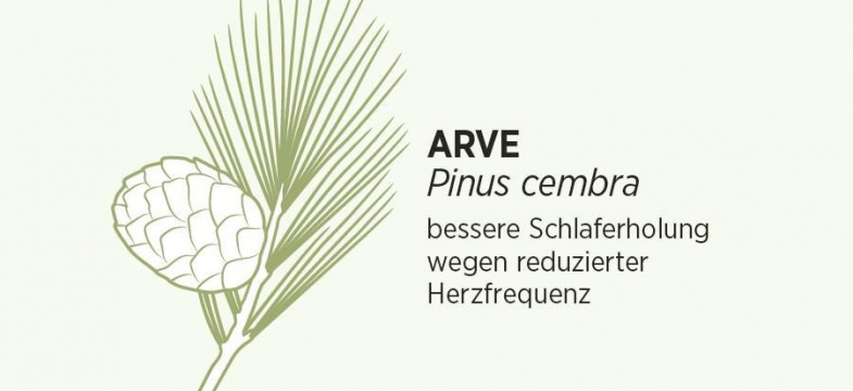 Arve Pinus Cembra