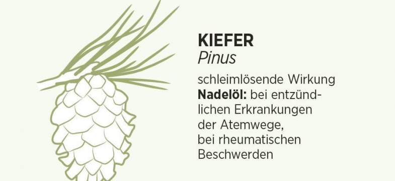 Kiefer Pinus